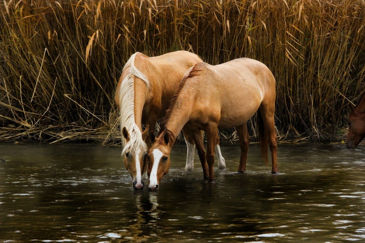 Кони на водопое Феофан Вакулюк