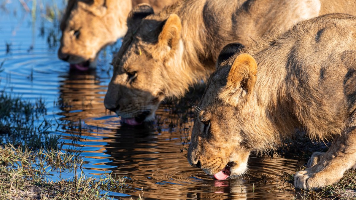 Прайд Львов на водопое