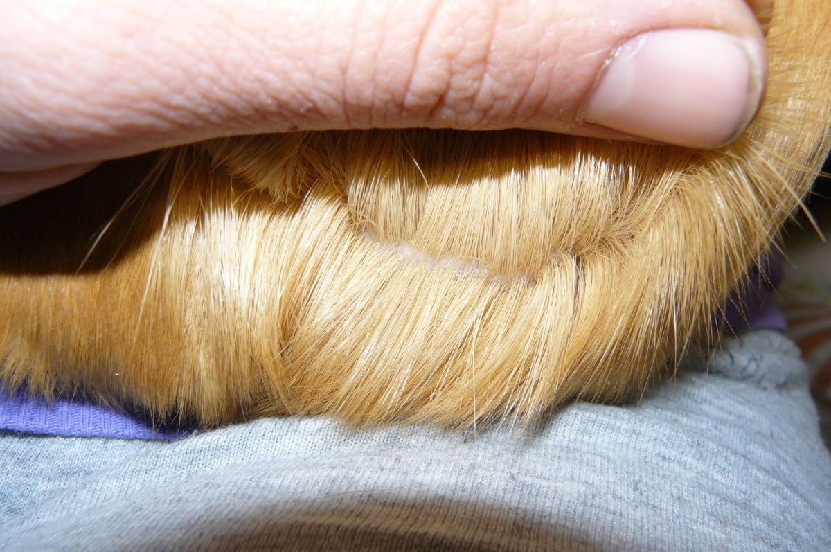 Власоеды у морских свинок