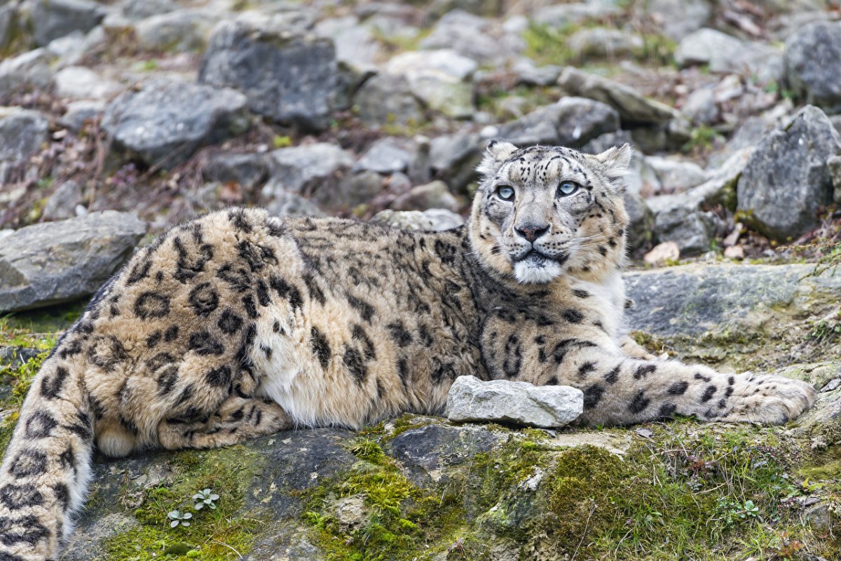 Снежный Барс Ирбис