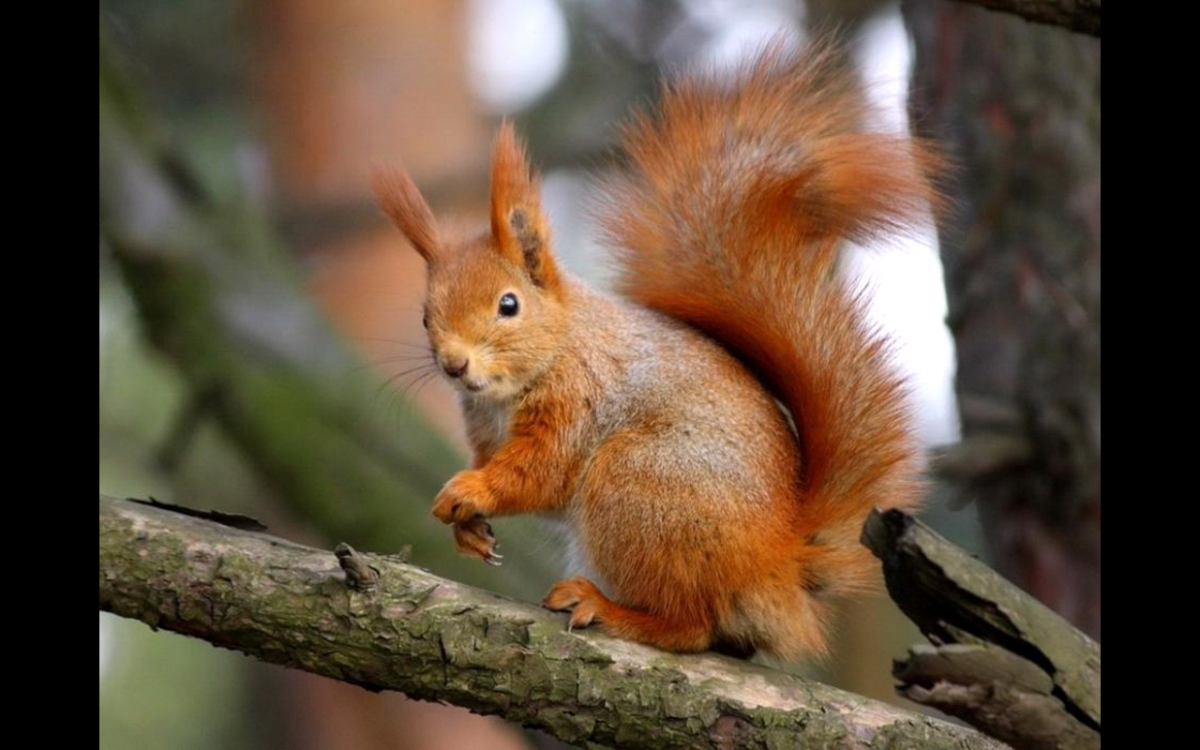 Ирбис снежный Барс популяция