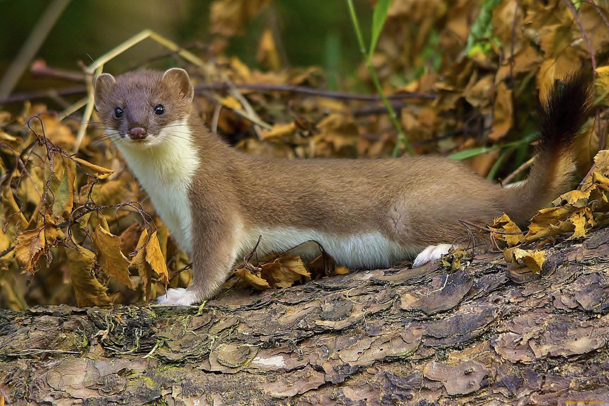 Ласка хорек куница