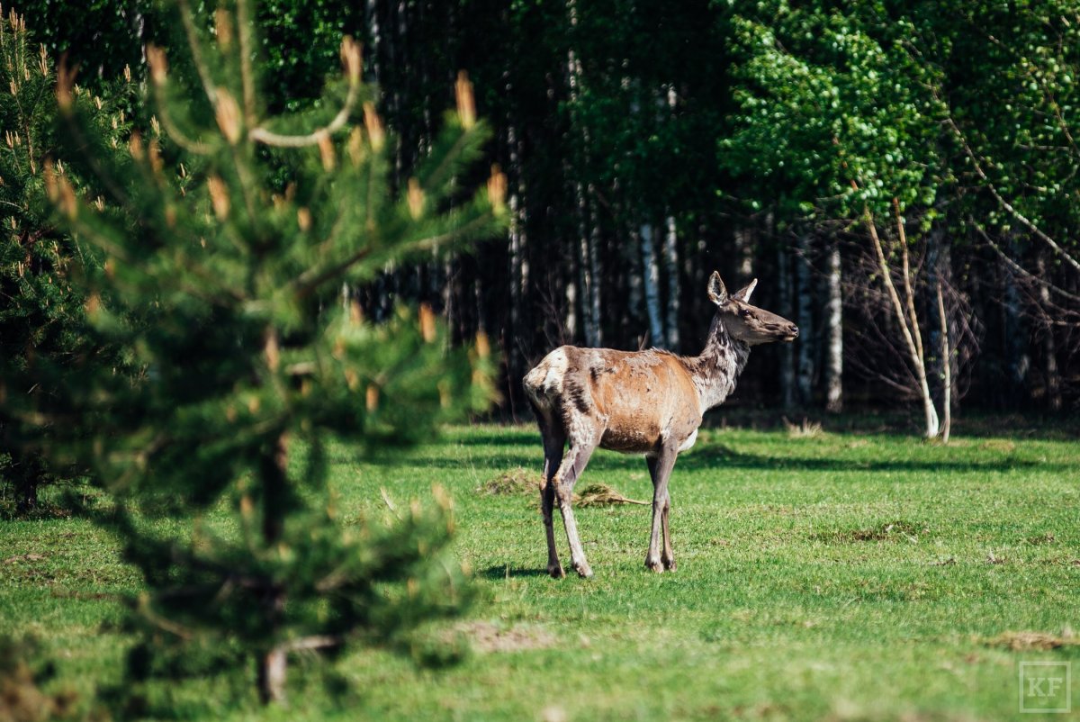Марал Республика Татарстан