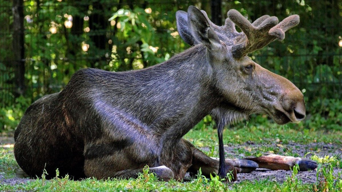 Снежный Барс Ирбис семья