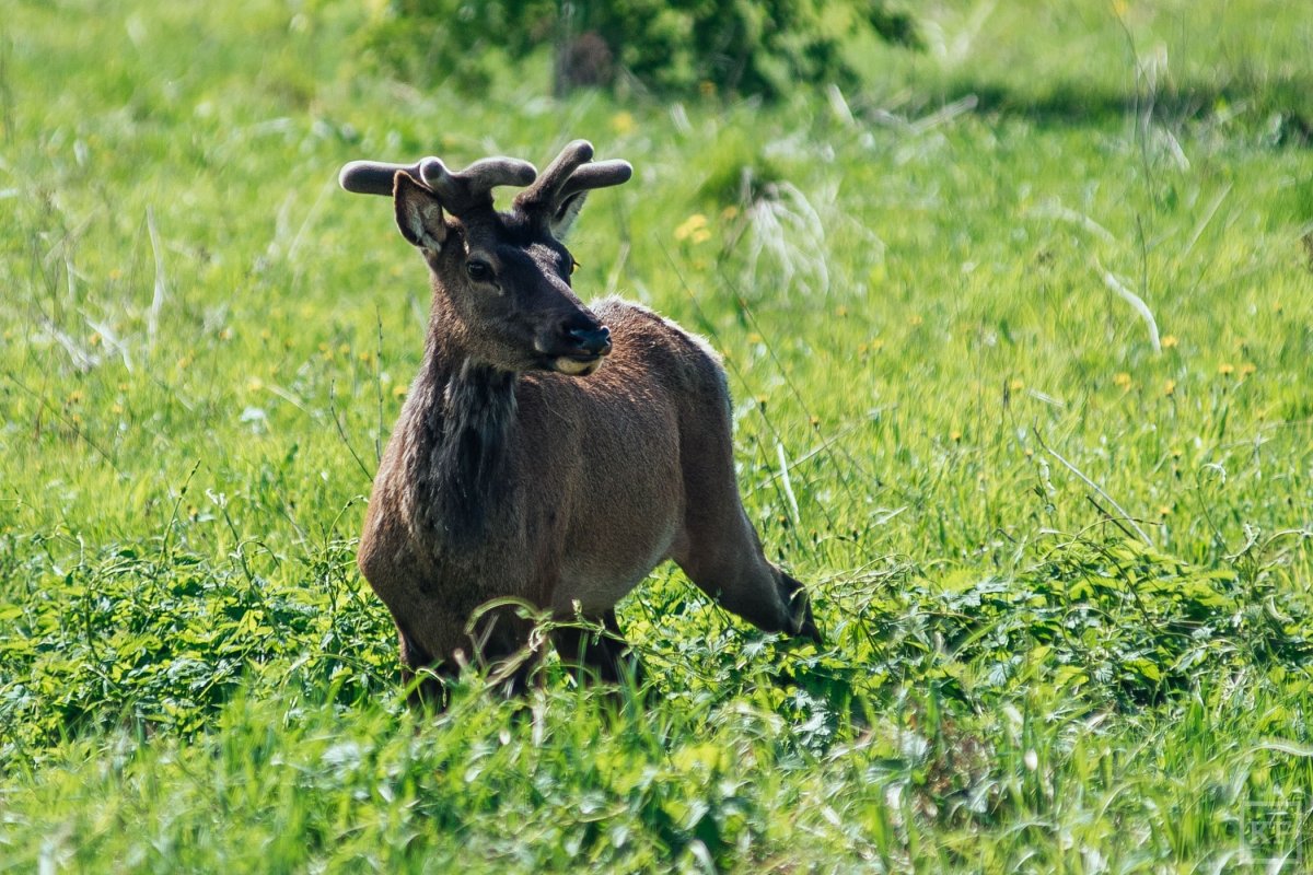 Фигурка Mojo "белка"