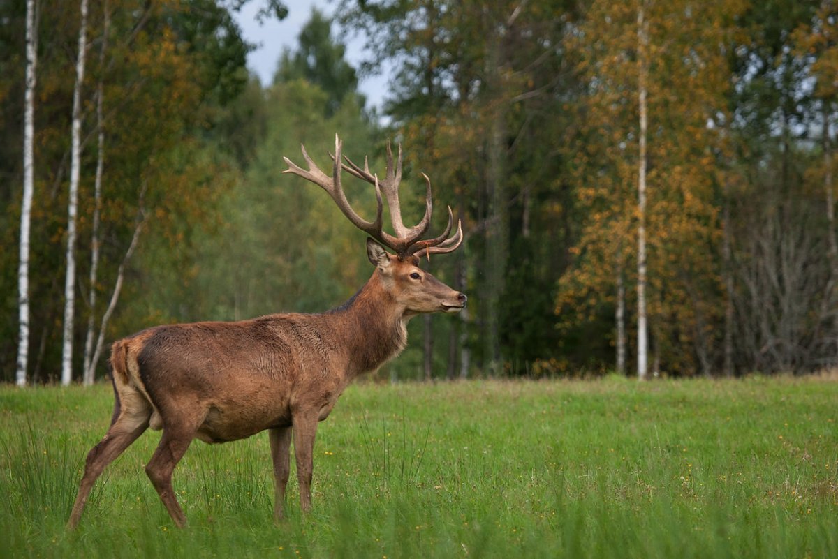 Кавказский Барс