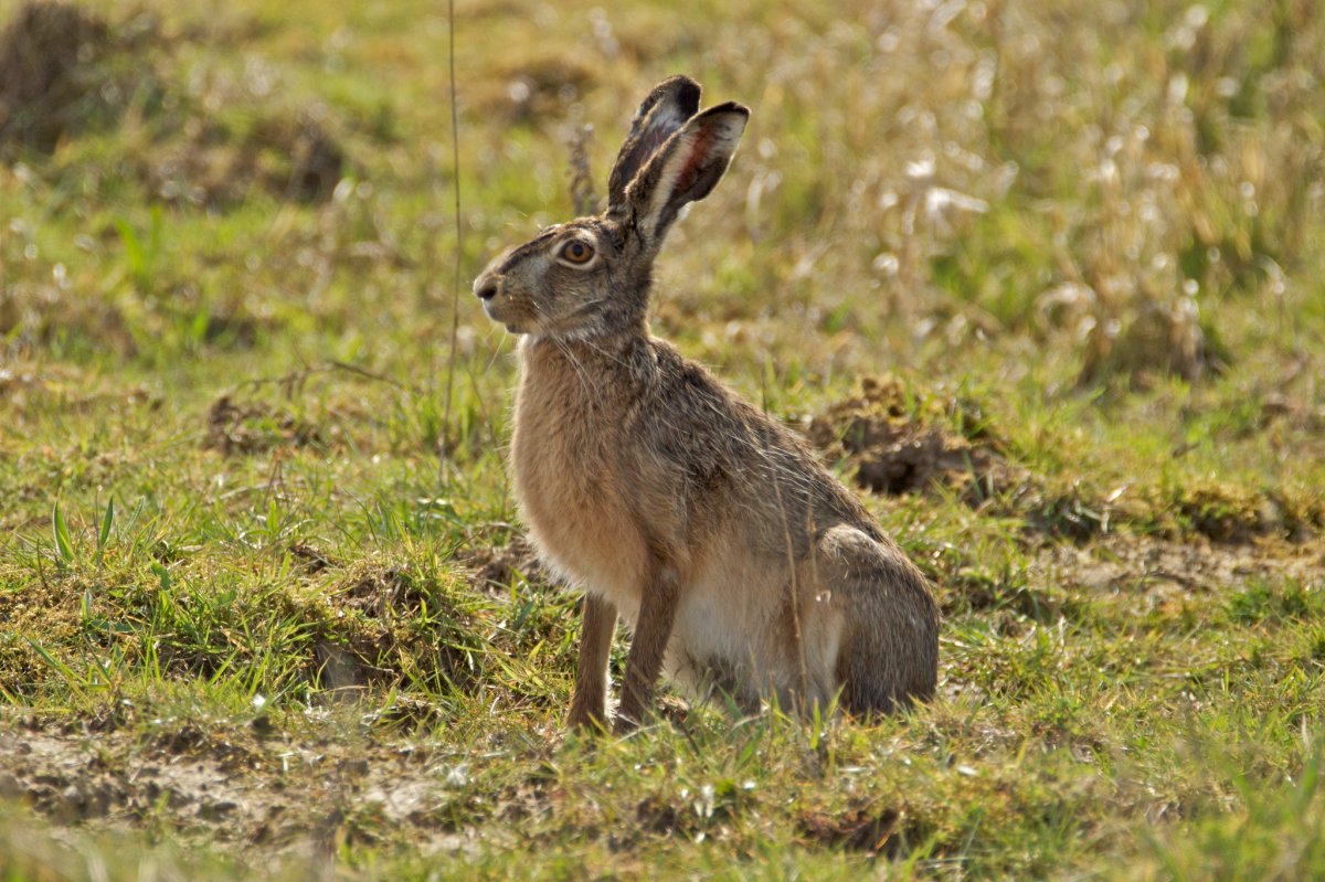 Флора и фауна Таджикистана снежный Барс