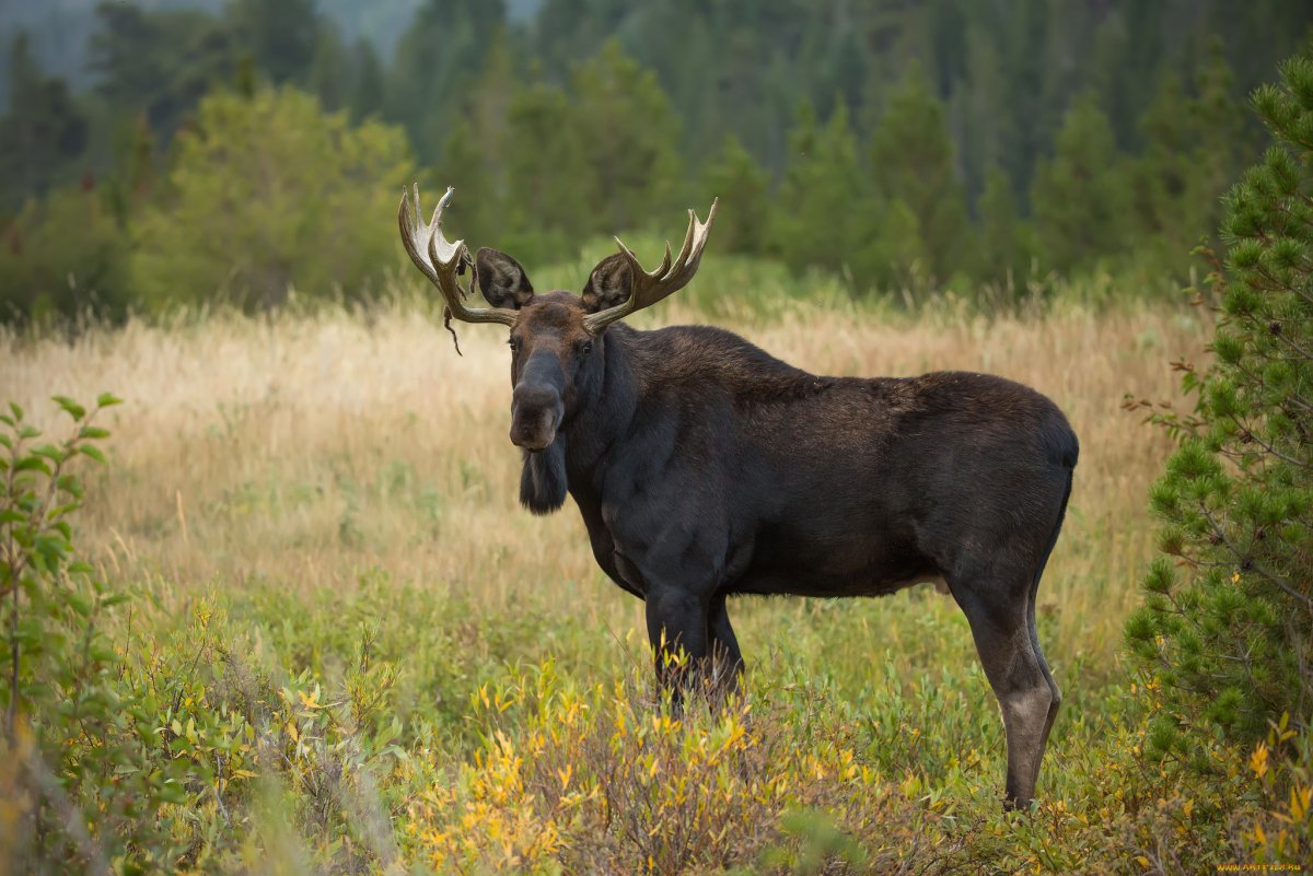 Восточносибирский Лось