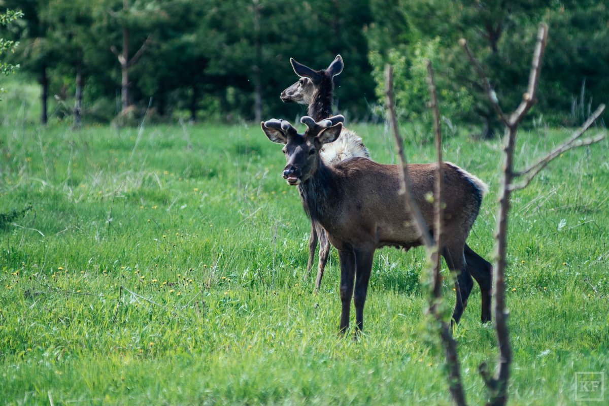 Марал Республика Татарстан
