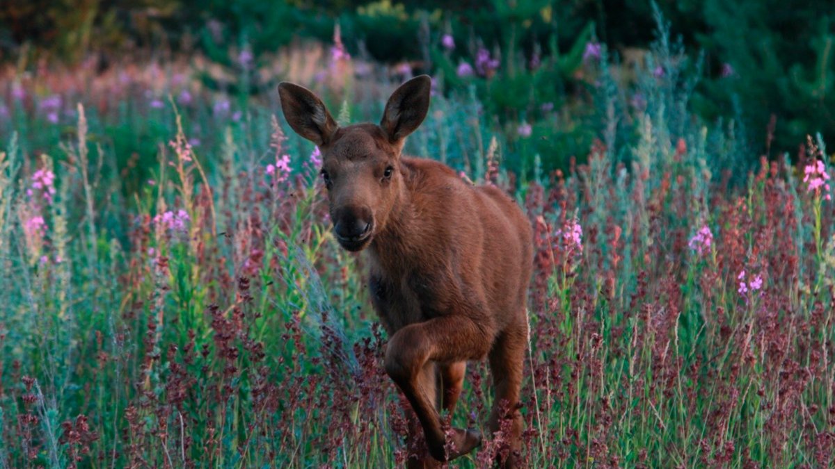 Выдра Гарри