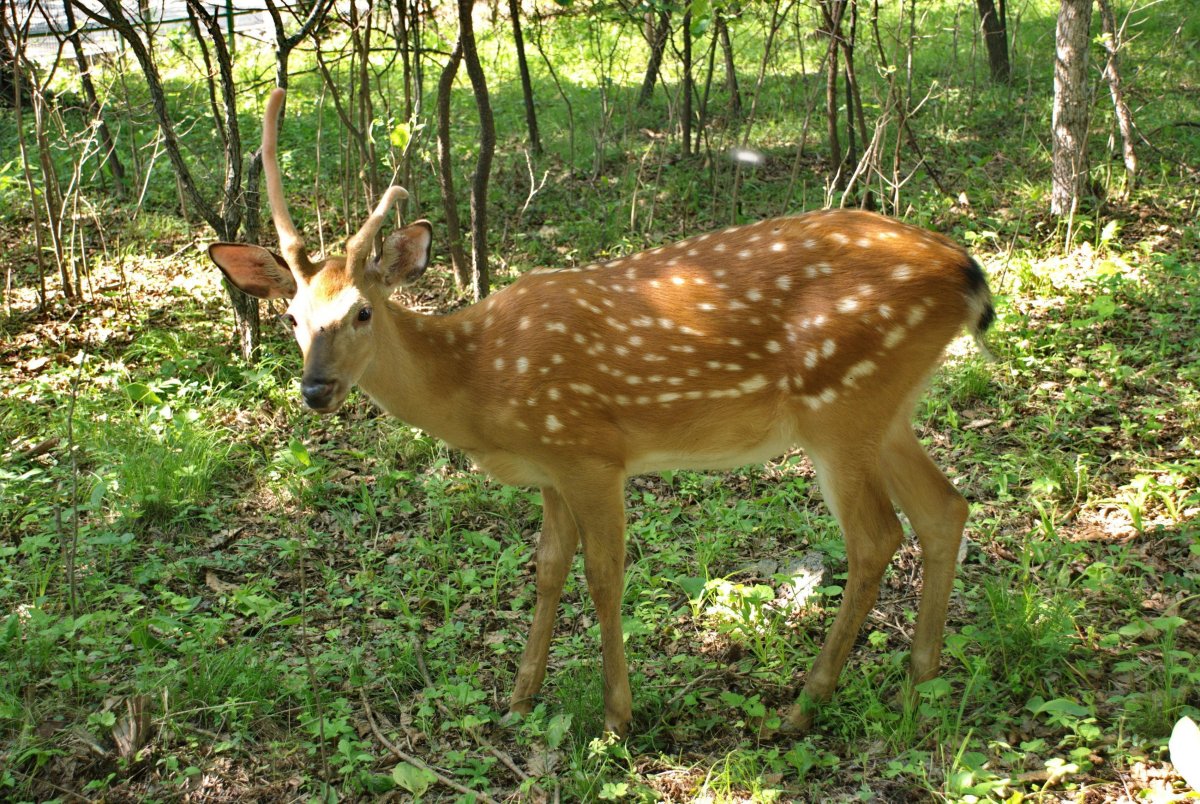 Животный мир Татарстана