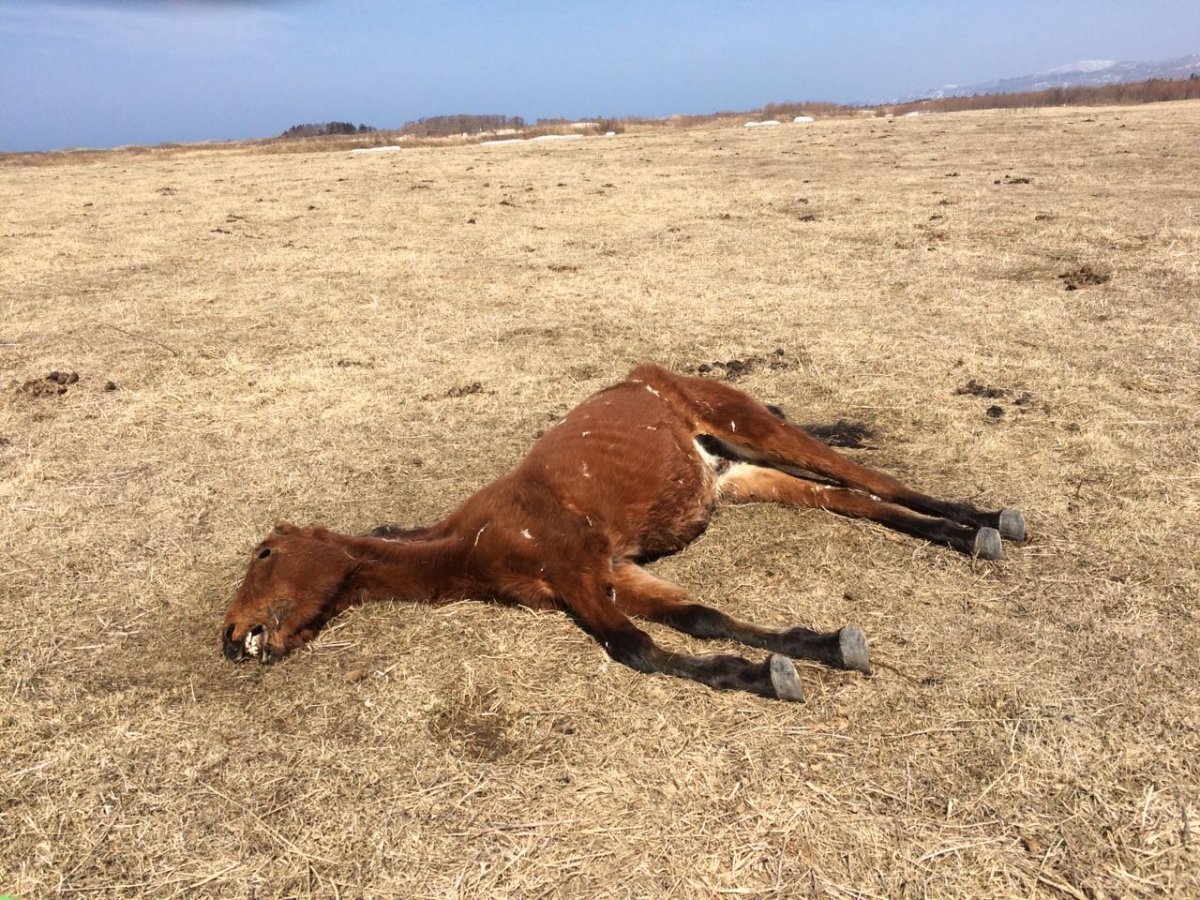 Сибирская язва у животных