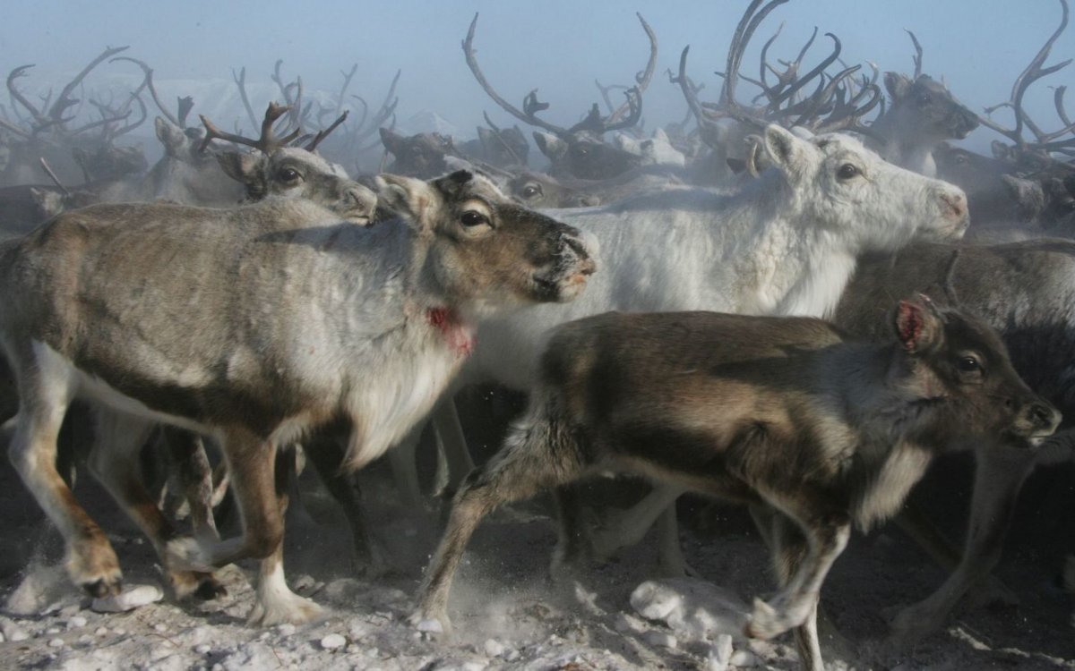 Дикие олени на Ямале