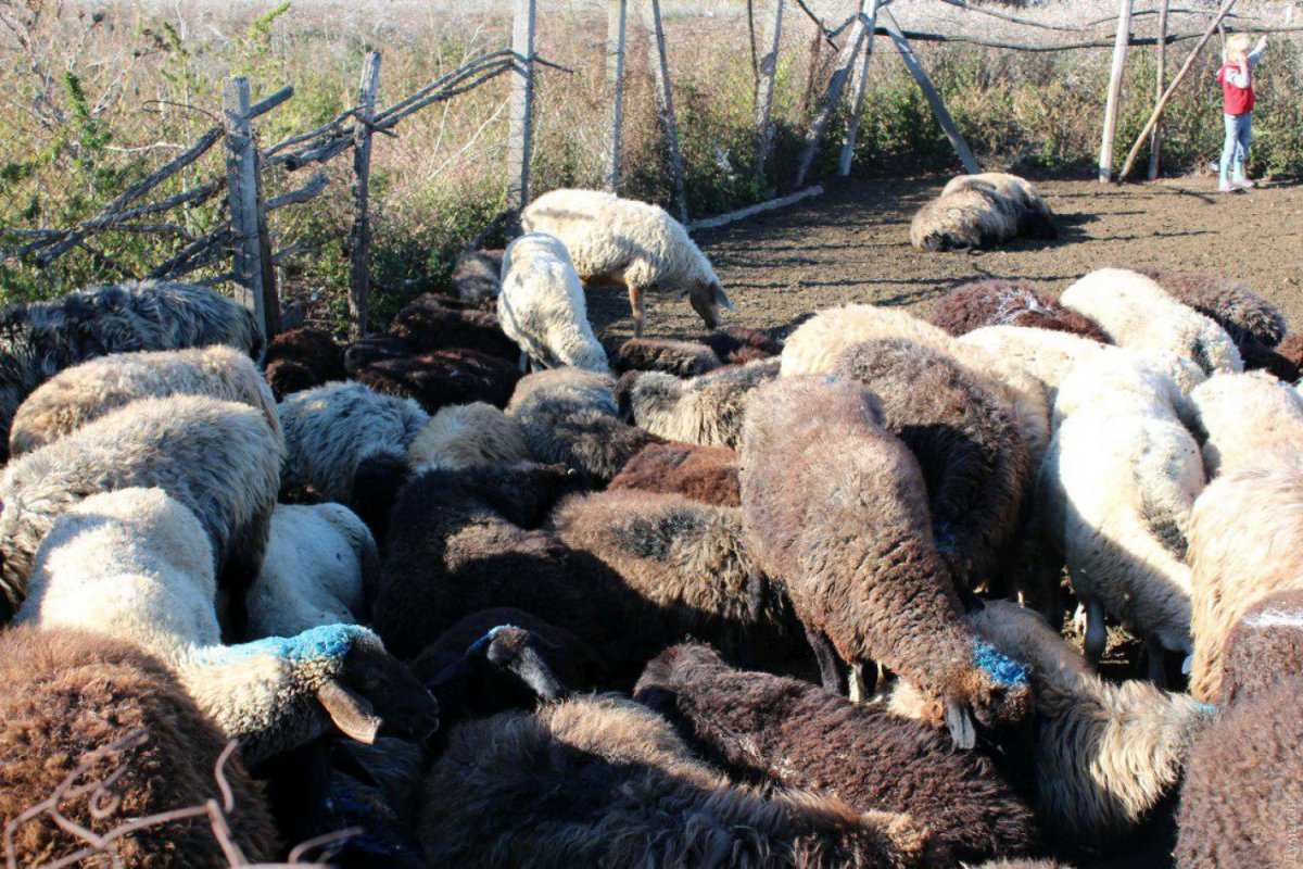 Сибирская корова