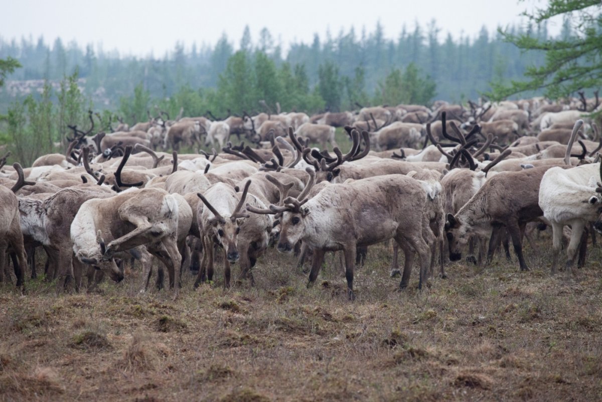Инфекционная энтеротоксемия овец