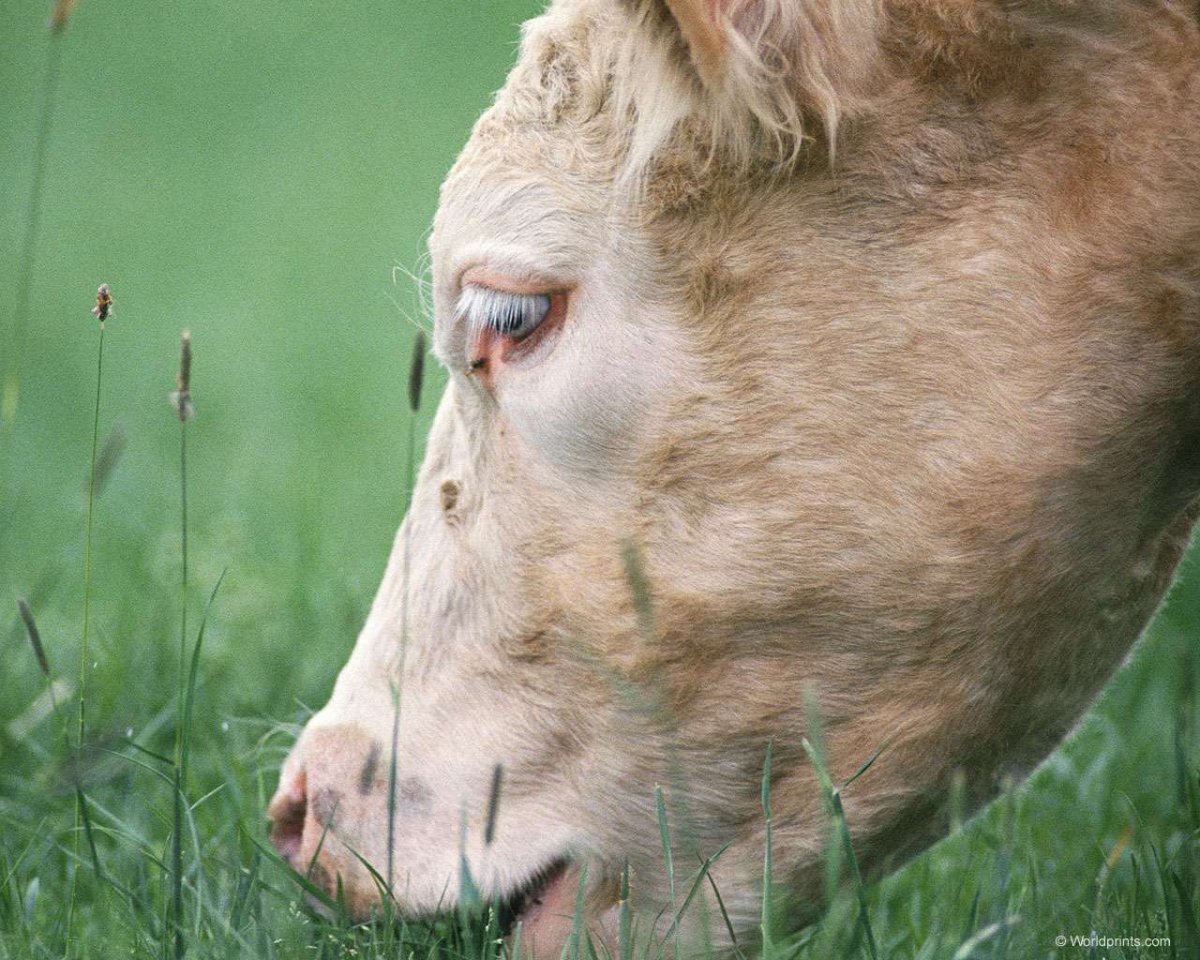 Вакцинация животных КРС