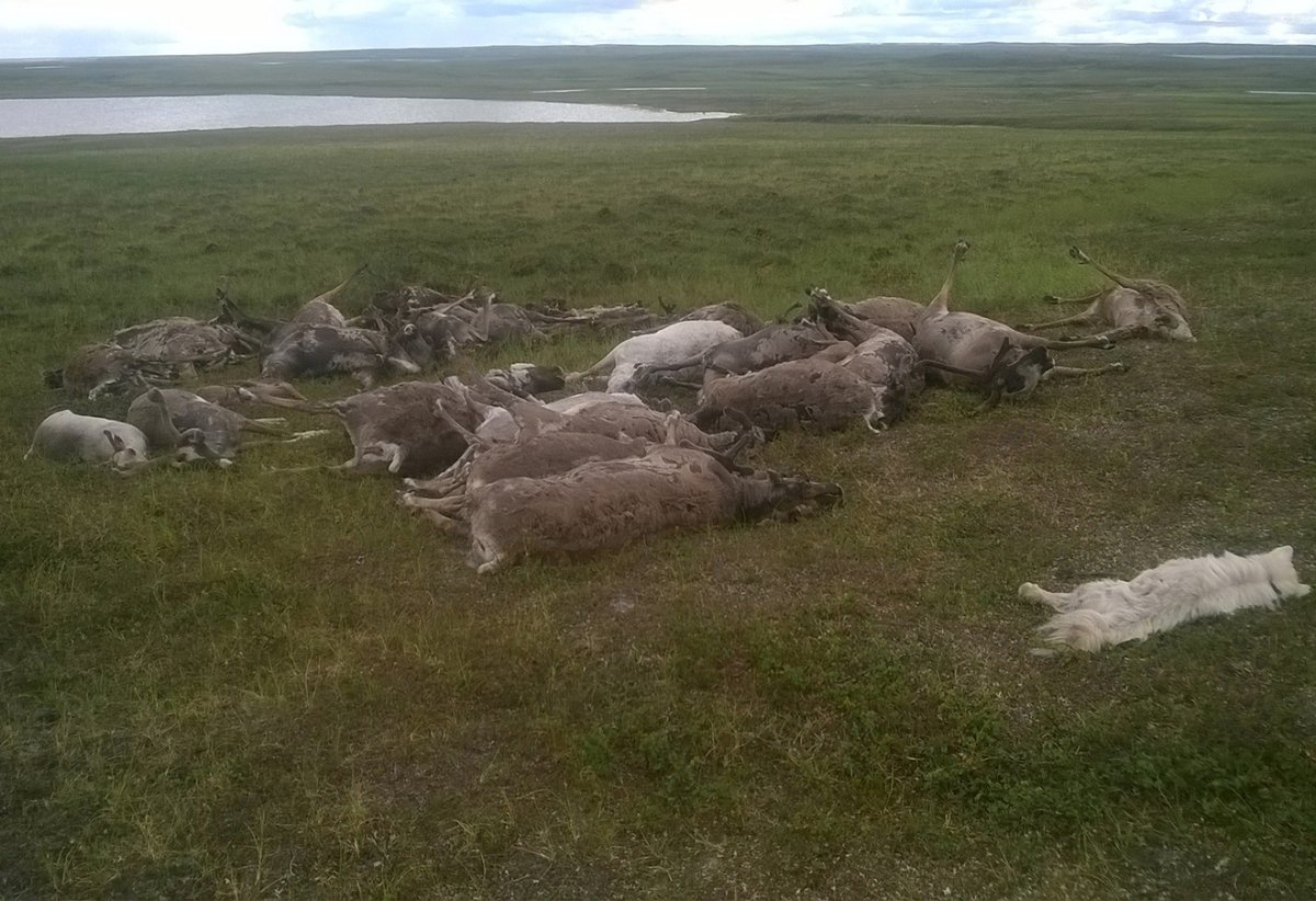 Корова ест траву