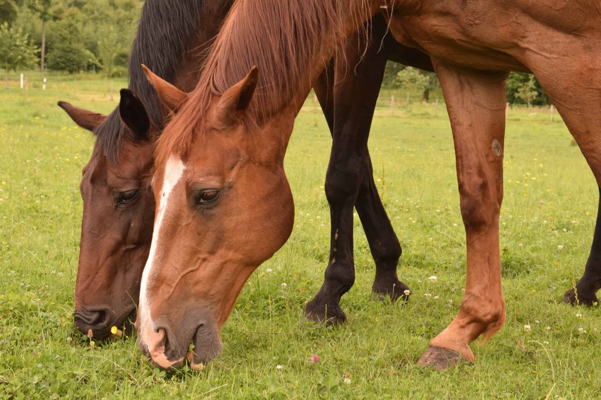 Ямало-Ненецкий автономном округе Сибирская язва