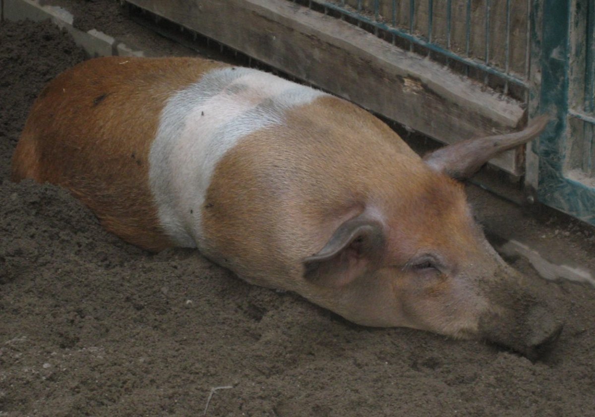 Датские протестные свиньи