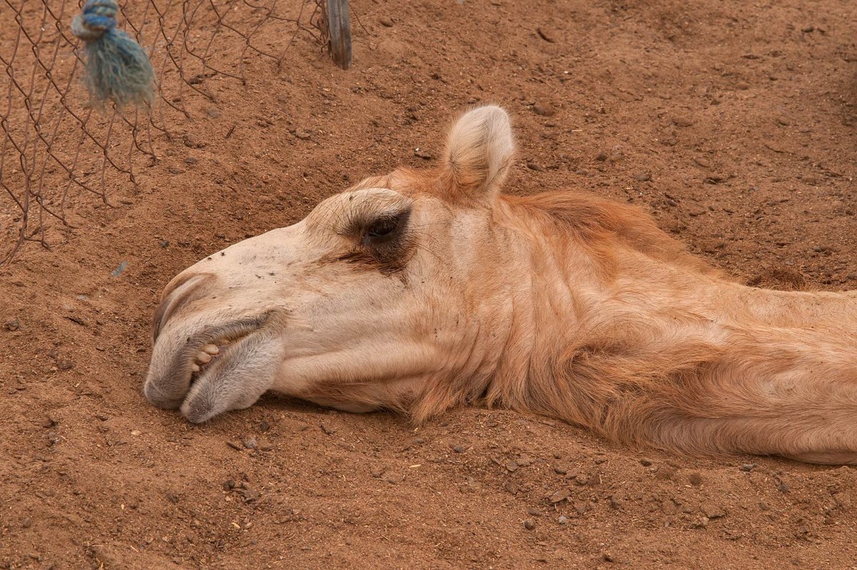 Сибирская язва у животных