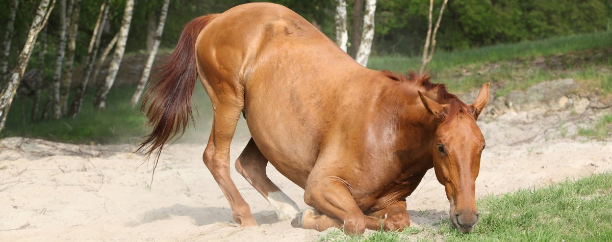 Сибирская язва вакцинация КРС