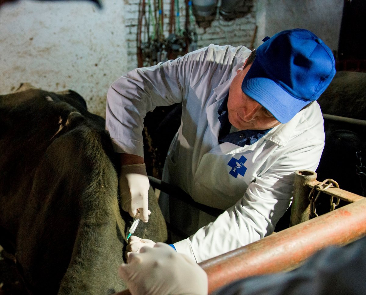 Как себя вести при встречи дикого кабана