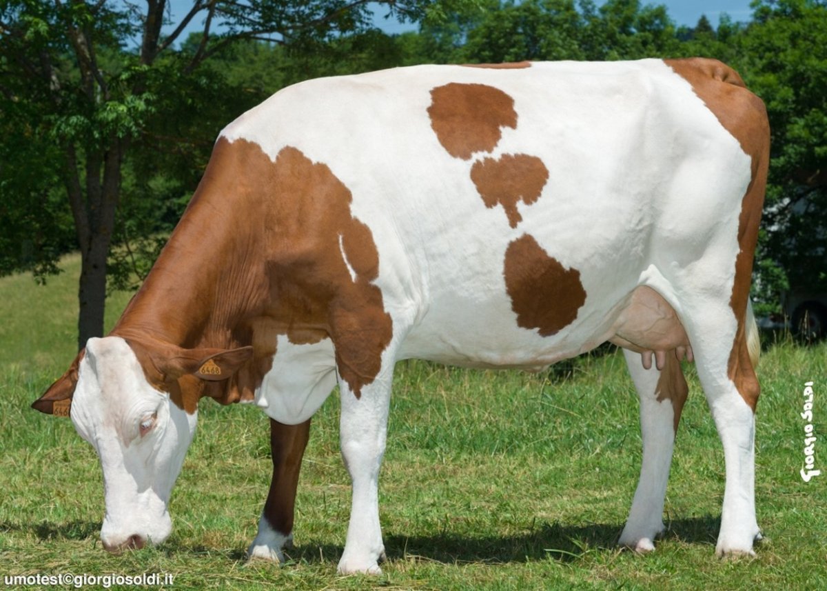 Порода Быков монбельярд