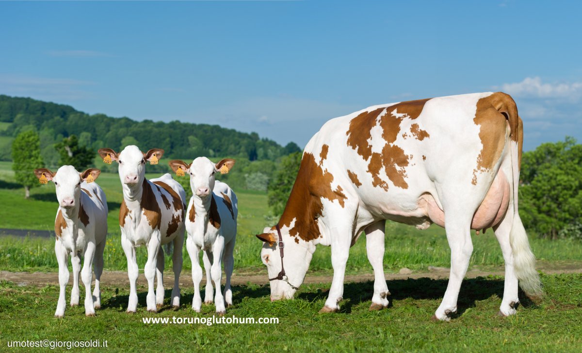 Порода коров монбельярд