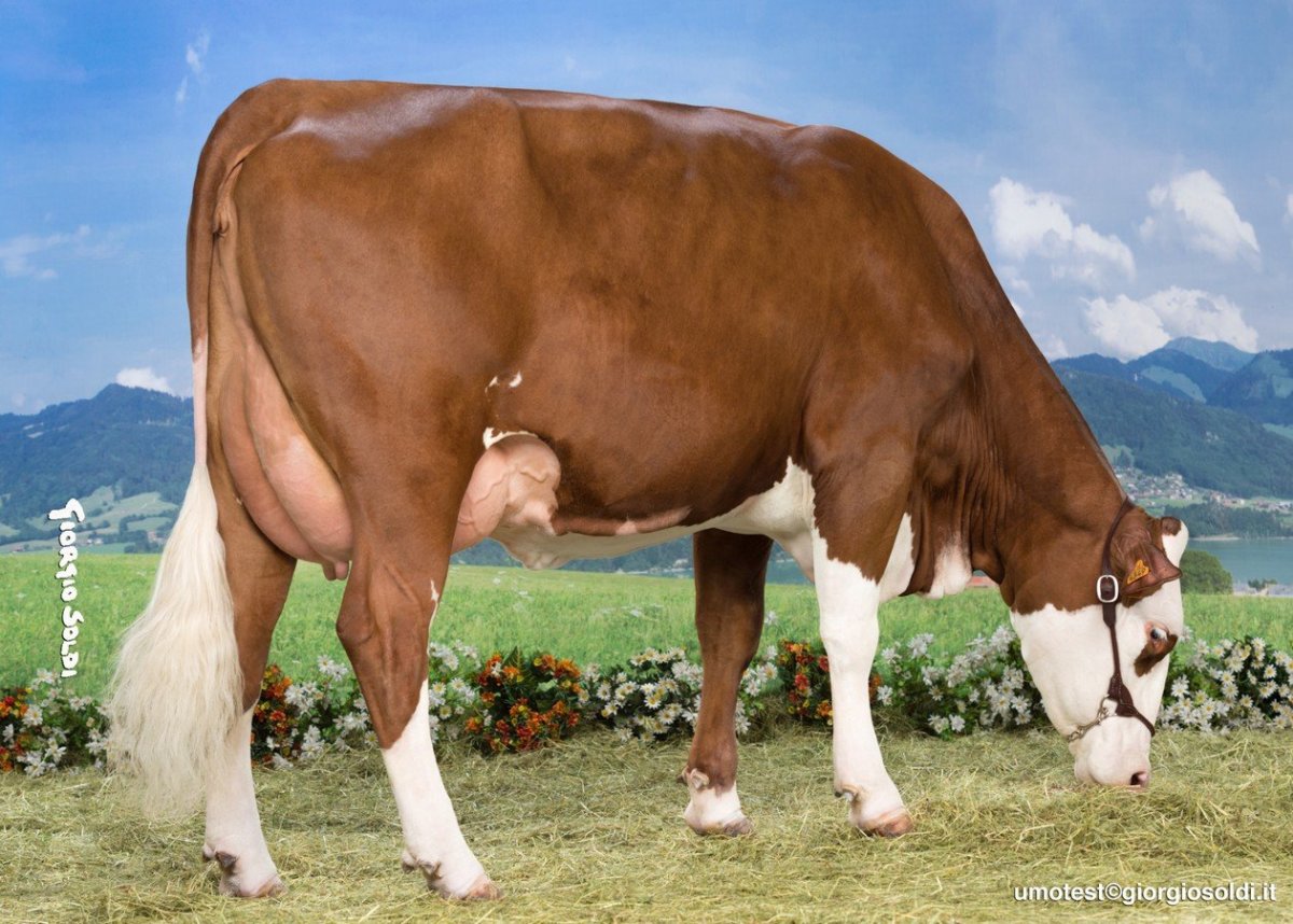 Порода КРС монбельярд