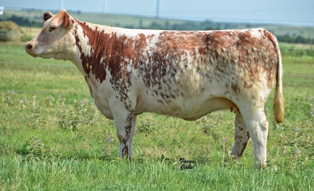 Порода коров монбельярд