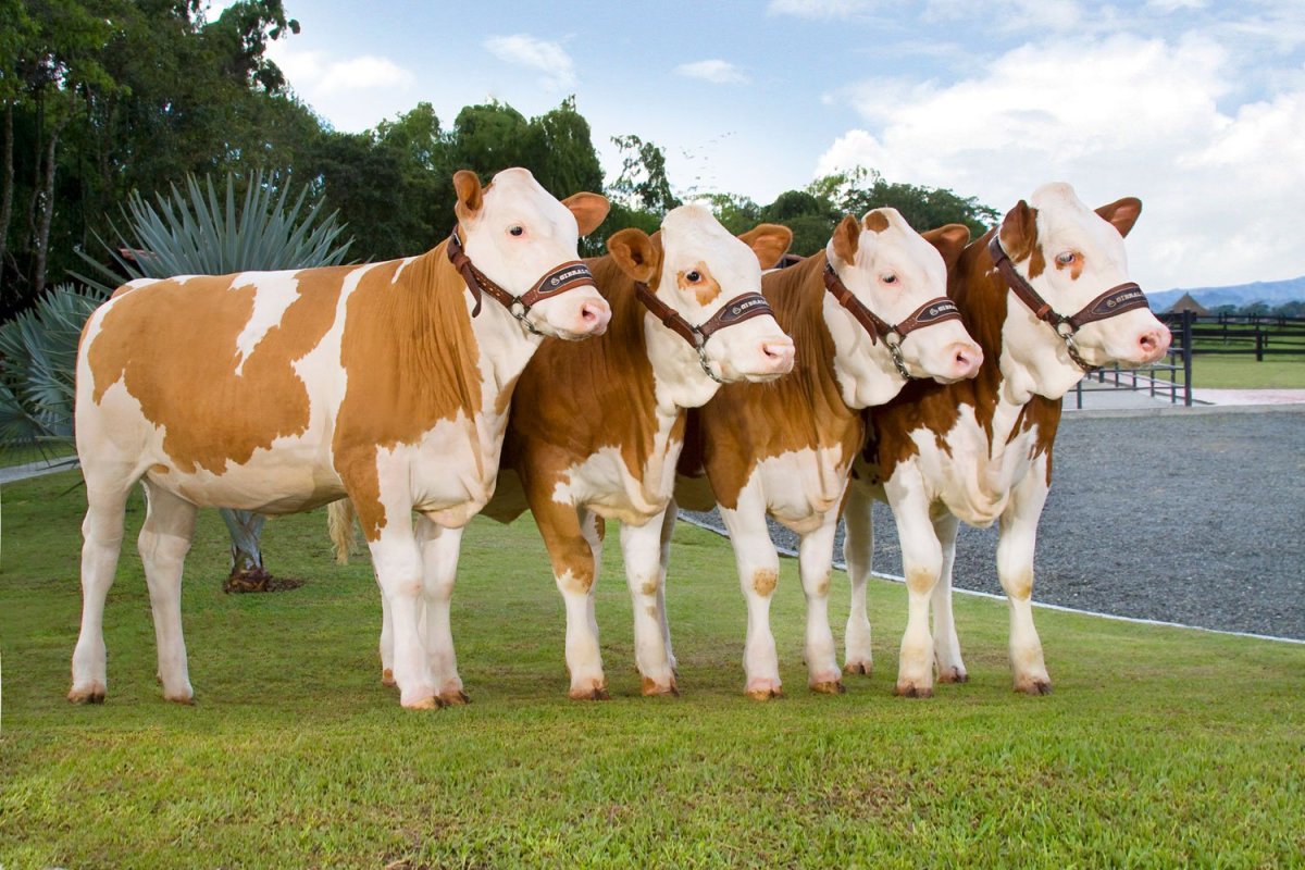 Пинцгау порода