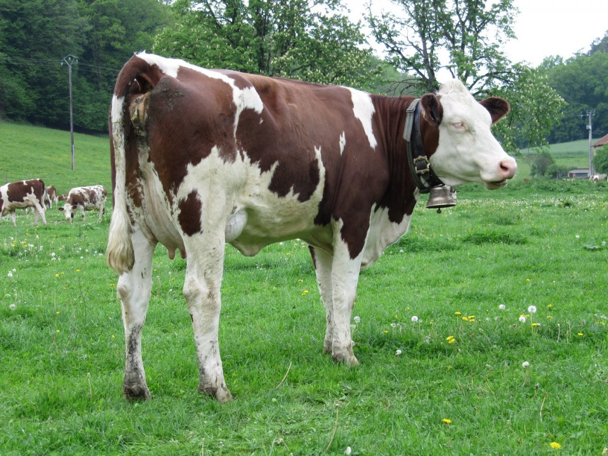 Порода Быков монбельярд