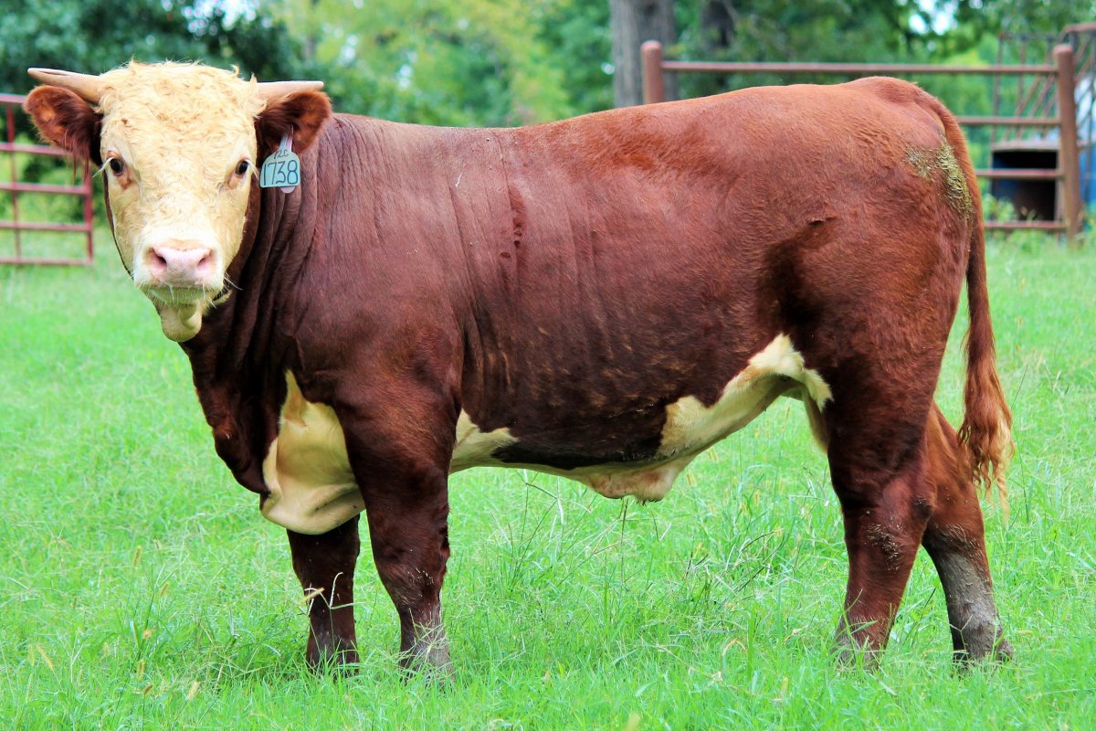 Польская корова