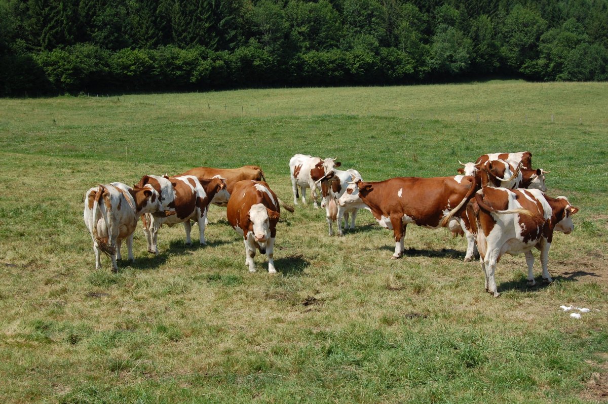 Молочные коровы