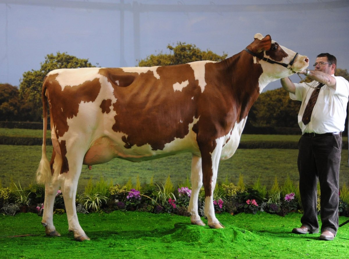 Порода коров монбельярд