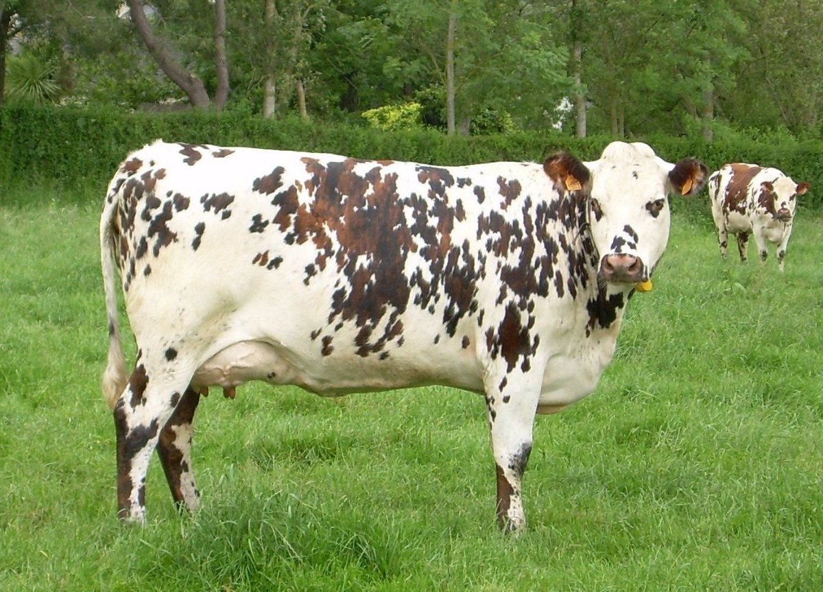 Монбельярдская порода коров