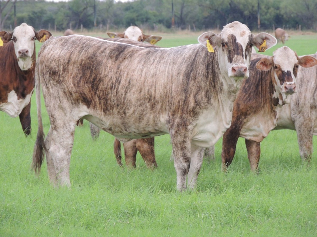 Корова монбельярд