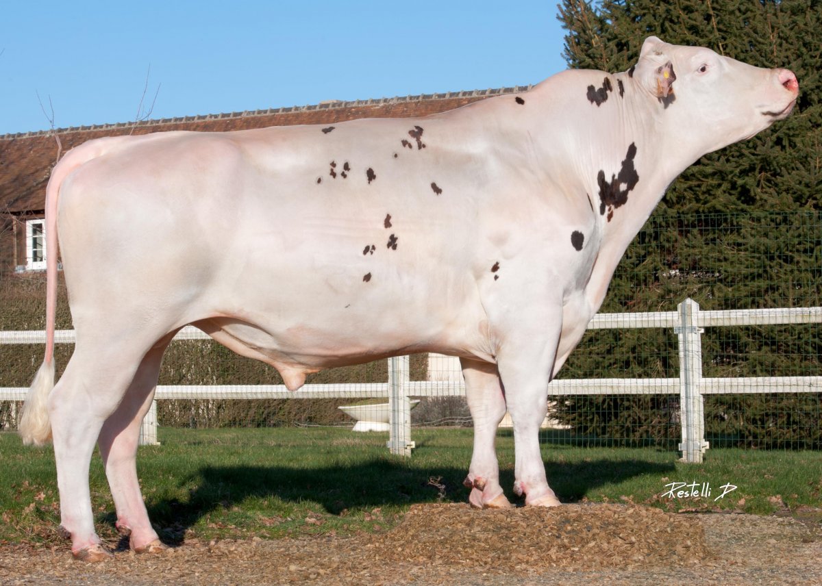 Ярославские молочные породы коров Голштинская