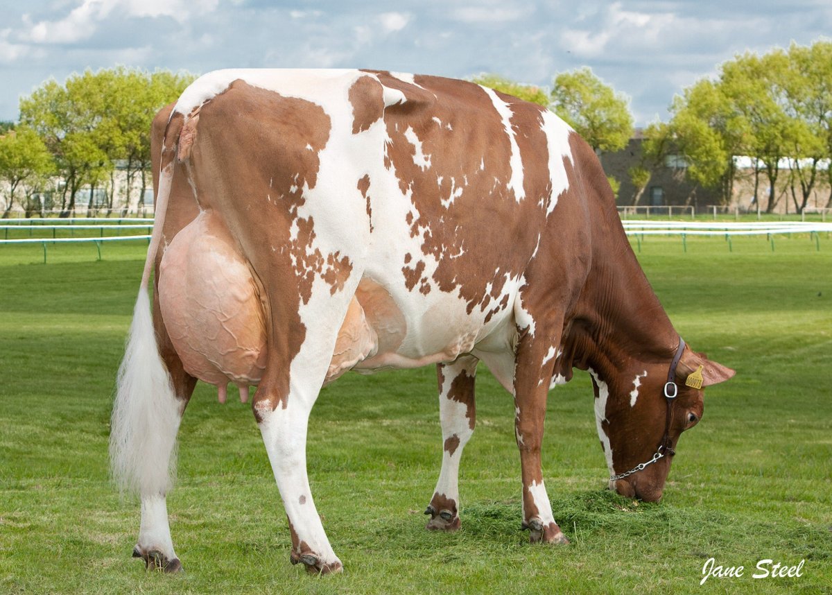 Домашний рогатый скот крупный