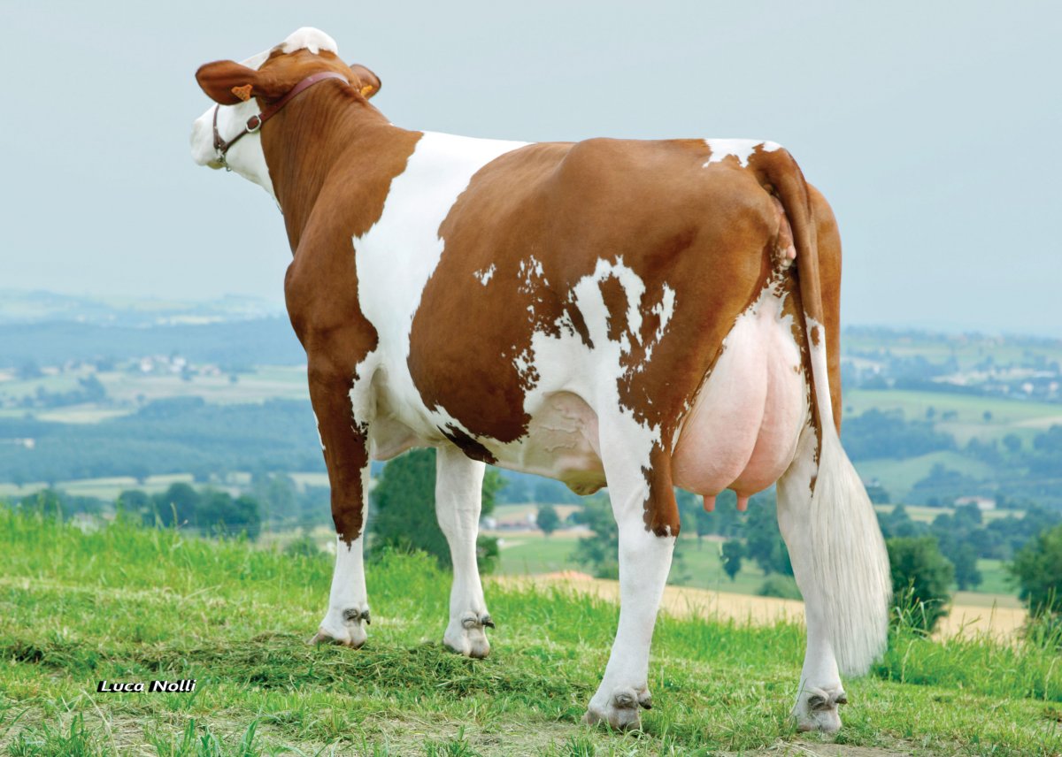 Гольштейн порода коров