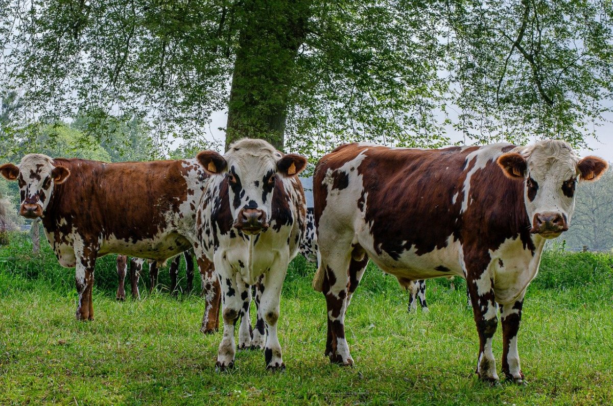Карпатская порода Быков