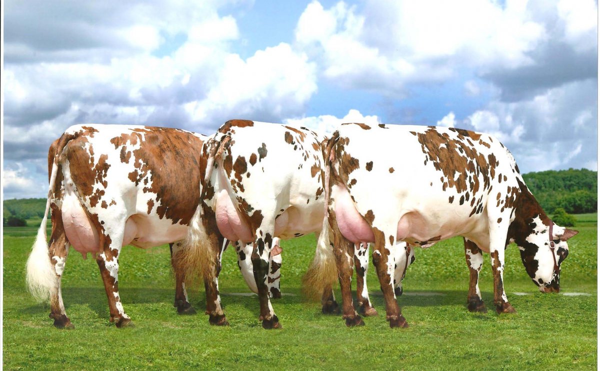 Американские голштины