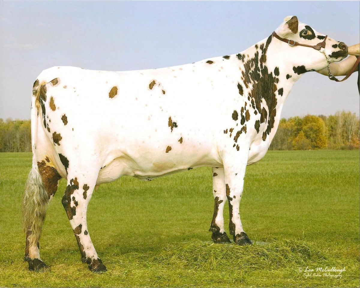 Айрширская порода Быков