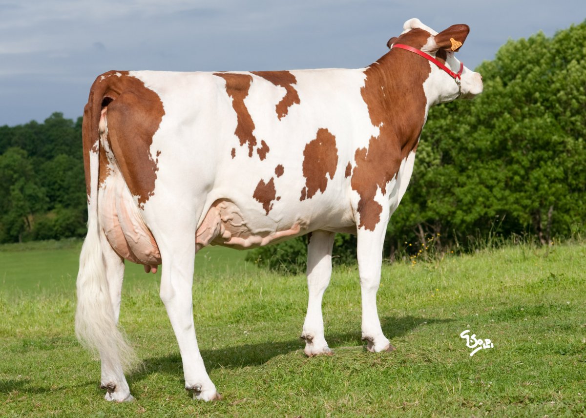 Корова самка