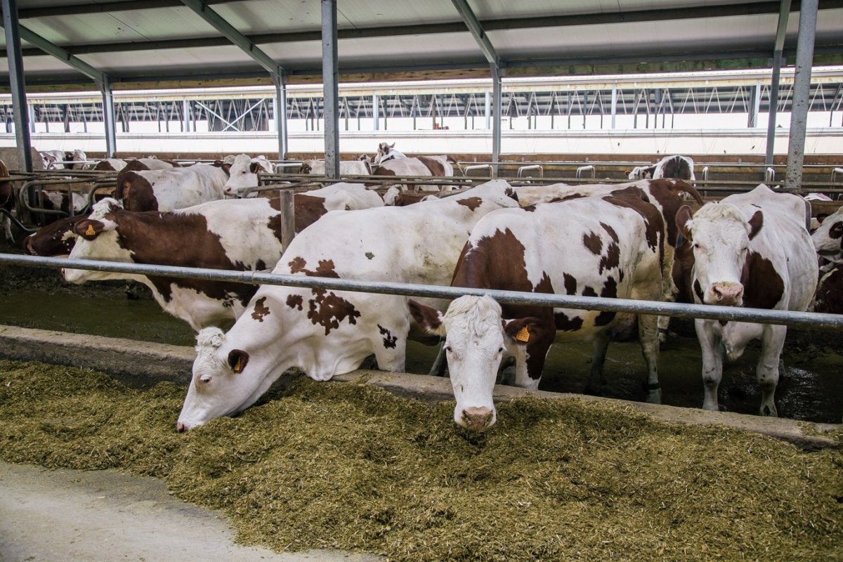 Айрширская корова