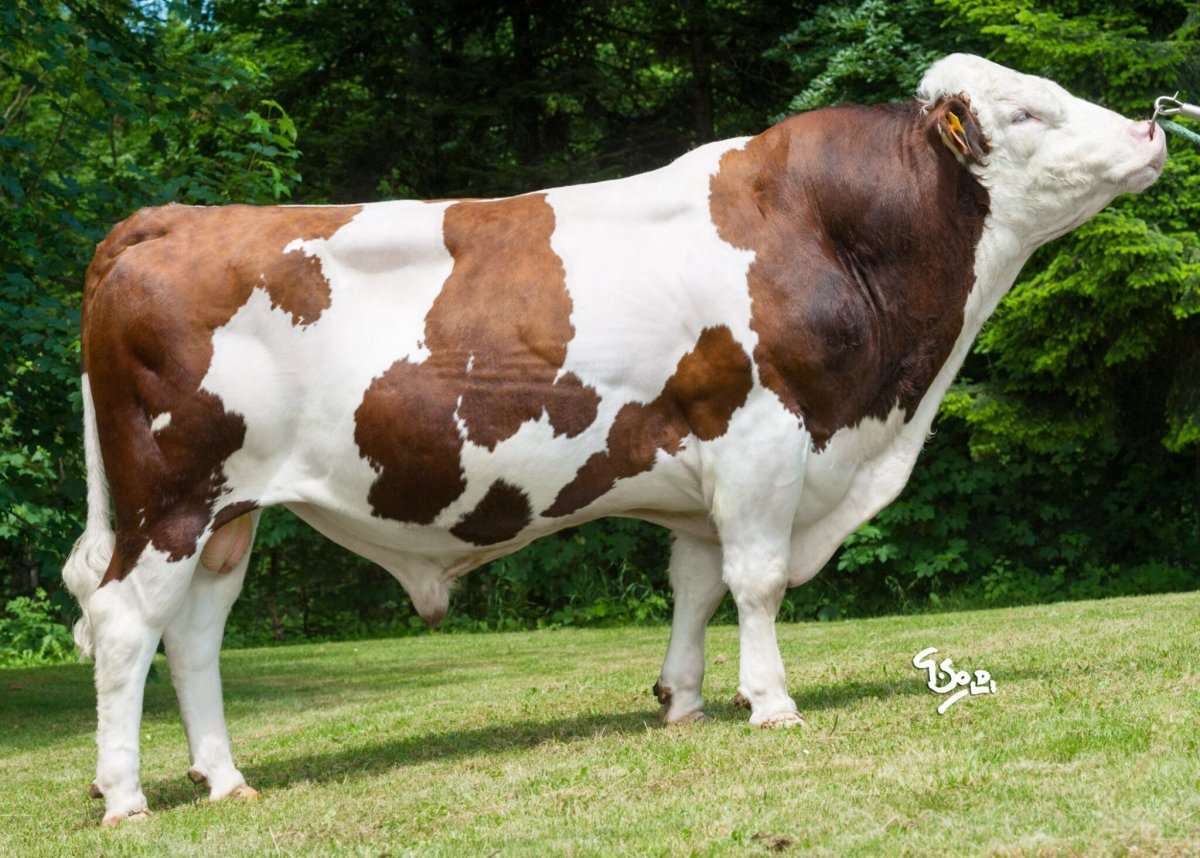 Порода Быков монбельярд