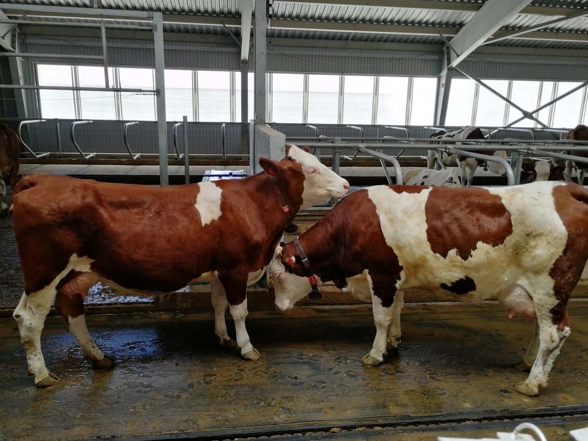 Гернзейская порода