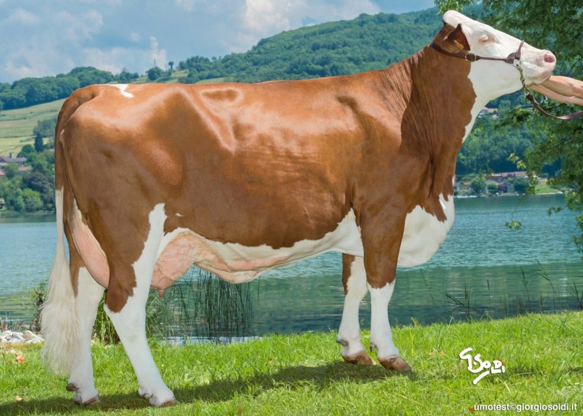 Порода коров монбельярд