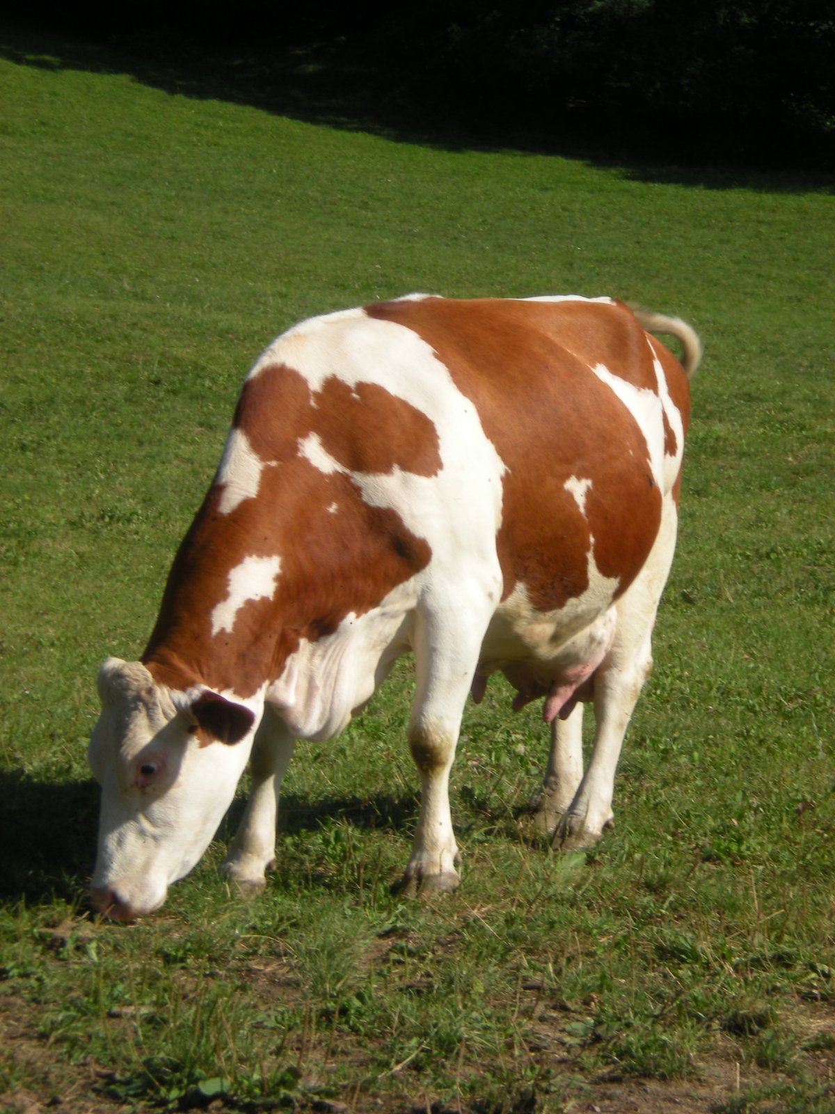 Монбельярды Ассоциация