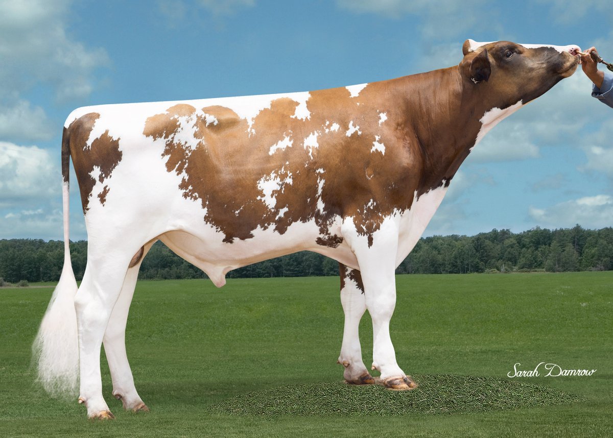 Бык симментальской породы